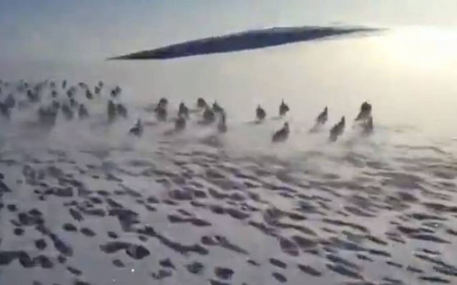 Γιατί τρέχουν εκατοντάδες λαγοί πανικόβλητοι μέσα στα χιόνια; (vid)