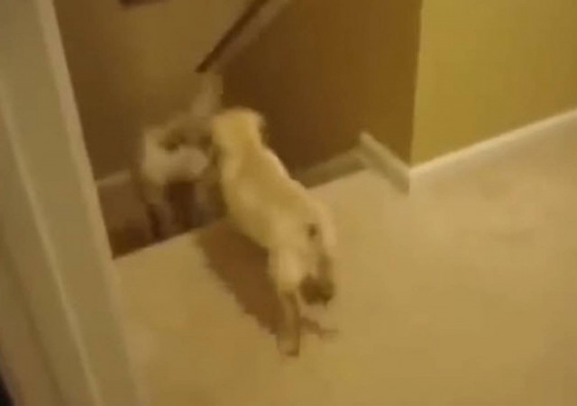 Πρέπει να κατέβουν τις σκάλες... H διαφορά μεταξύ σκύλου - γάτας (vid)