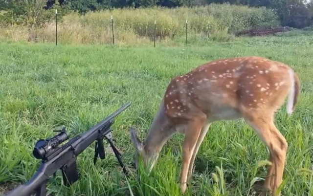 Το ελάφι της αγάπης! (βίντεο)