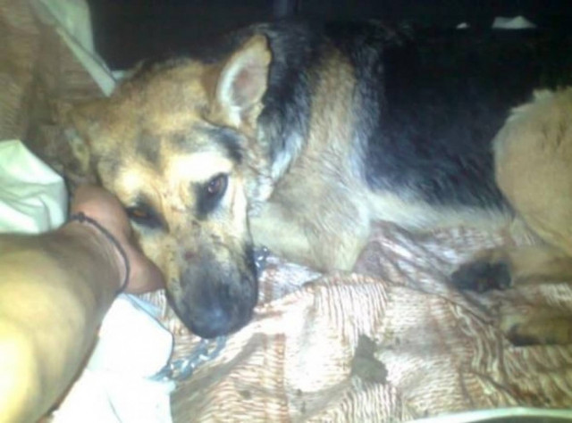 Πρώτη φυλάκιση για κακοποίηση σκύλου στην Ελλάδα