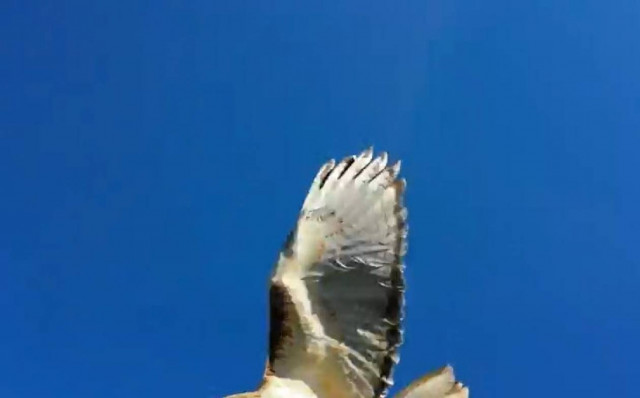 Γεράκι επιτίθεται σε τεχνικό πύργου τηλεφωνίας! (βίντεο)