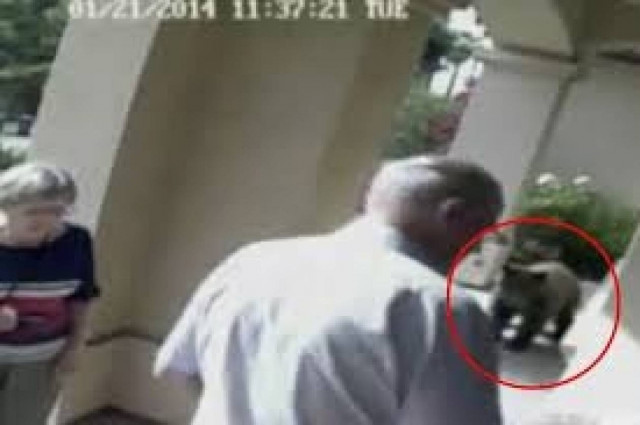 Πήγαν διακοπές και τους κυνήγαγε μια... αρκούδα! (vid)