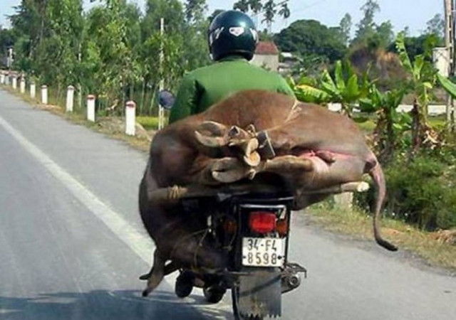 Απίστευτες... μεταφορές στο Βιετνάμ (pics)