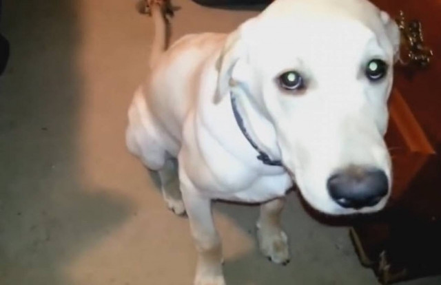 Σκύλοι που δηλώνουν... ένοχοι! (βίντεο)
