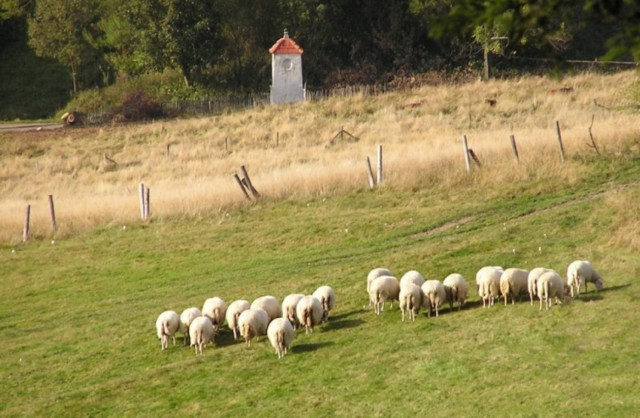 Έφαγε δύο αρνιά και πήγε στο... αυτόφωρο!