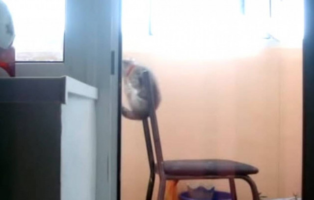 Η γάτα... γυμναστής! (βίντεο)