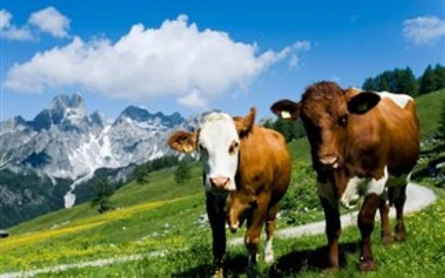 Πυρκαγιά προκλήθηκε από 90 αγελάδες στη Γερμανία που... αερίζονταν