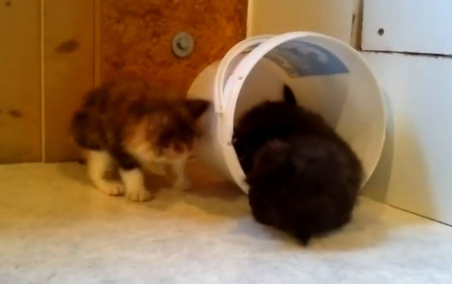 Όταν παίζουν οι γάτες, έχουν μεγάλη πλάκα! (βίντεο)