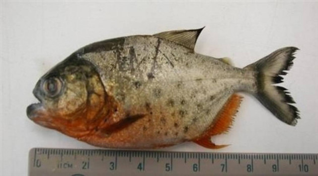 Το ακούσαμε και αυτό: Δείτε τι ήθελε να κάνει με 39.000 πιράνχας!