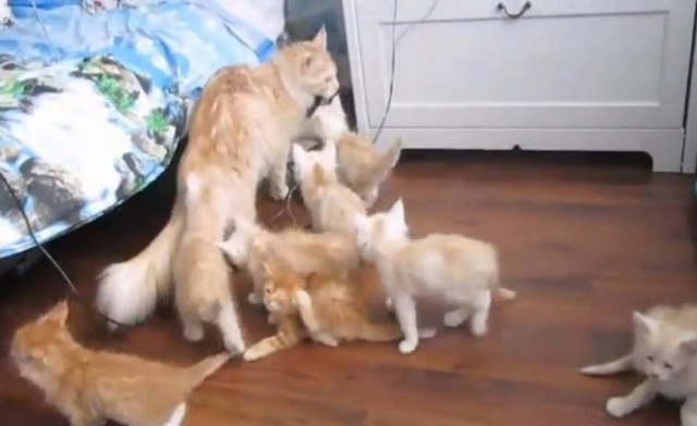 Η γάτα που τρομοκράτησε τα μικρά της (βίντεο)