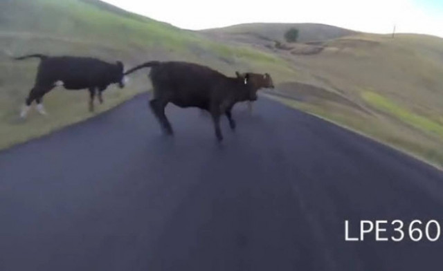 Άτυχος skateboarder συγκρούεται με... αγελάδες! (βίντεο)