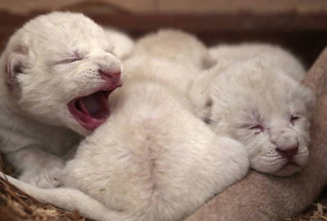 Δείτε νεογέννητα λιονταράκια στην Πολωνία
