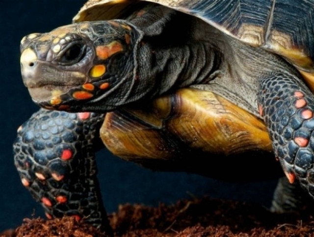 Φενγκ Σούι: Χελώνα, σύμβολο μακροζωίας, καλής υγείας και προστασίας