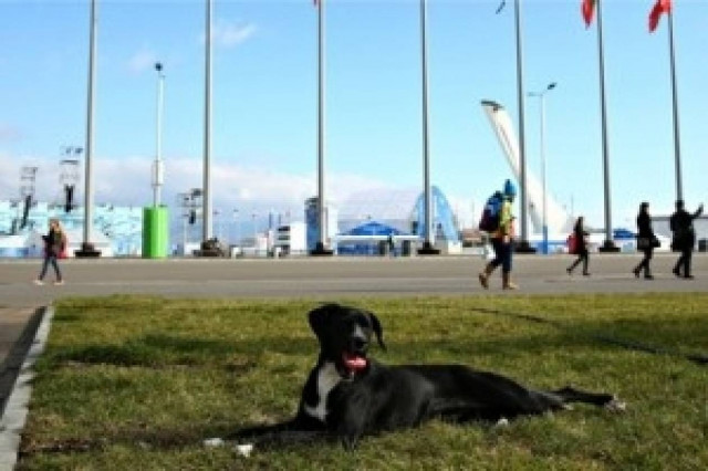 Αντιδράσεις για την εξόντωση των αδέσποτων ζώων στο Σότσι