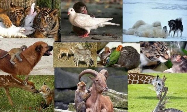 Φιλίες σπάνιες αλλά αληθινές! (φωτογραφίες)