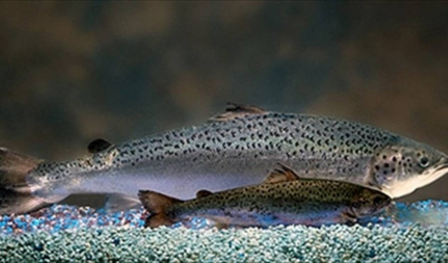 Οι σολομοί γεννιούνται με... εσωτερική πυξίδα