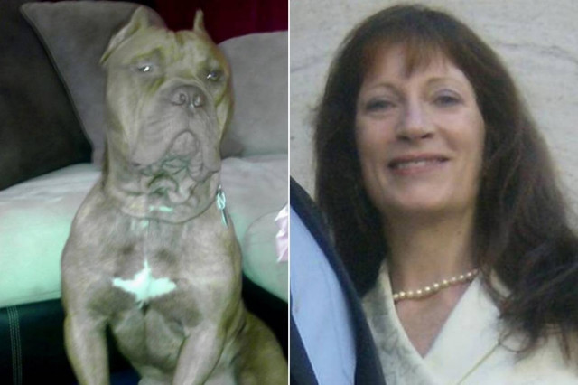 Σκυλιά κατασπάραξαν γυναίκα επειδή είχε πολλές γάτες!