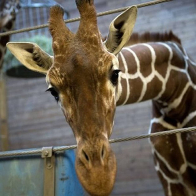 Τεμάχισαν καμηλοπάρδαλη μπροστά σε παιδιά σε ζωολογικό κήπο