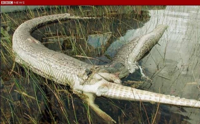 Πύθωνας έφαγε έναν ολόκληρο αλιγάτορα και... διαβάστε τι έπαθε!