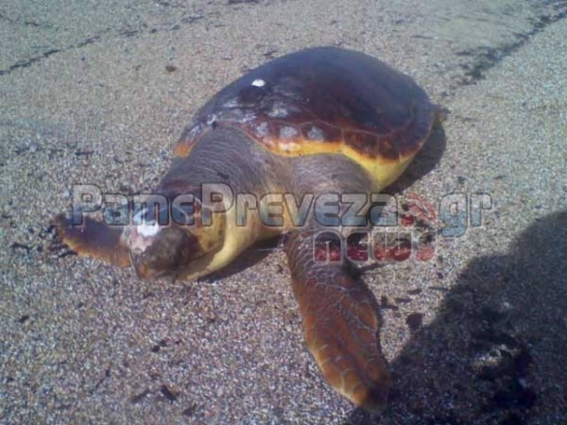 Νεκρή χελώνα στην Πρέβεζα