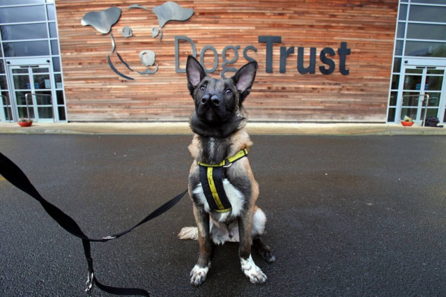 Ο σκύλος με τις... δυο μύτες που ξετρέλανε το διαδίκτυο!