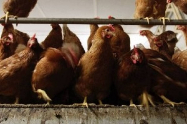 Βρέθηκαν οι ζωοκλέφτες που είχαν «ρημάξει» τα κοτέτσια