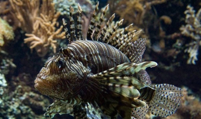 Τα πιο επικίνδυνα πλάσματα της θάλασσας!