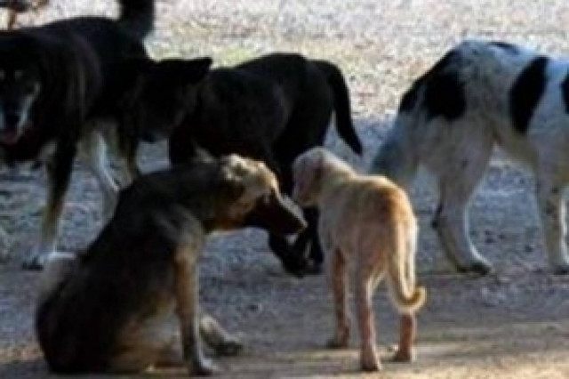 ΣΟΚ στη Λαμία: Σκότωσαν περισσότερα από δέκα σκυλιά