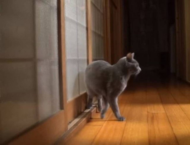 Γάτα γκουρού... στο χτύπημα πόρτας! (vid)