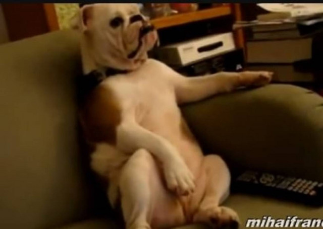 Σκύλοι... με συνήθειες ανθρώπων! (vid)