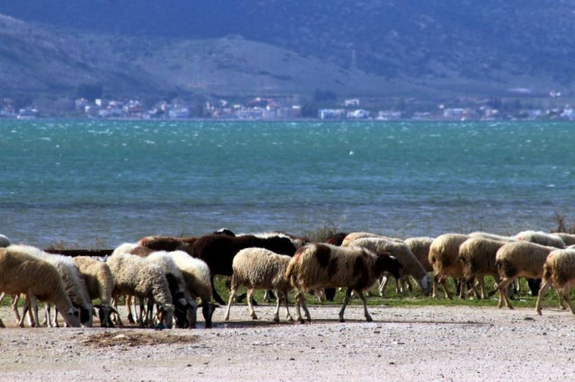 Έκλεψαν πρόβατα και  κατσίκια