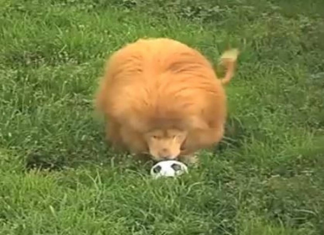 Λιοντάρι κολλημένο... με την μπάλα (vid)