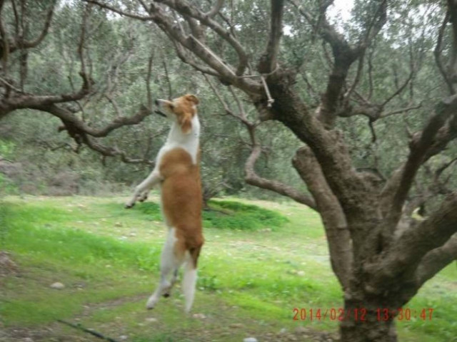 ΣΟΚ στη Σητεία: Κρέμασαν το ένα σκυλί και χτύπησαν θανάσιμα το άλλο