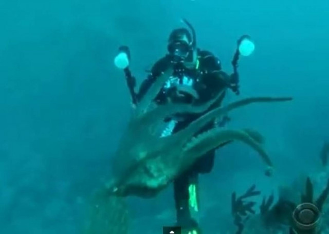 Δείτε το χταπόδι που δεν γουστάρει τους φωτογράφους (Βίντεο)