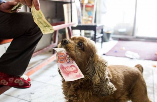 Σκύλος πηγαίνει για ψώνια (pics)