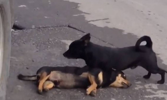 Συγκλονιστικό video: Σκύλος προσπαθεί να ξυπνήσει τον νεκρό φίλο του!