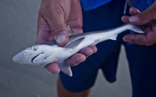 Hawaii: They sell dead sharks for luck