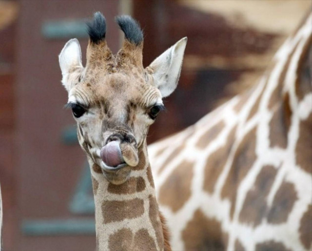 Μία χαριτωμένη καμηλοπάρδαλη ποζάρει στο φακό