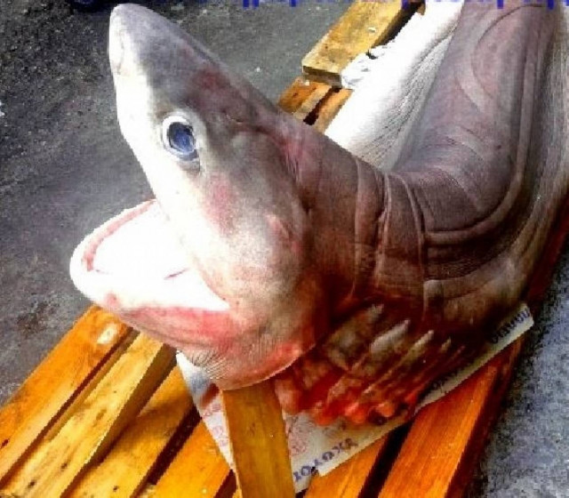 Καρχαρίας... στην αγορά της Καλλιθέας!