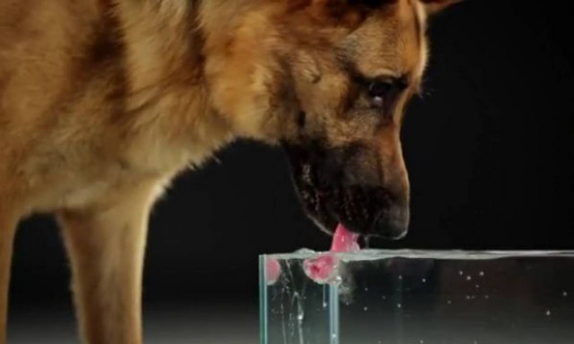 Πώς πίνουν νερό οι σκύλοι; (βίντεο)