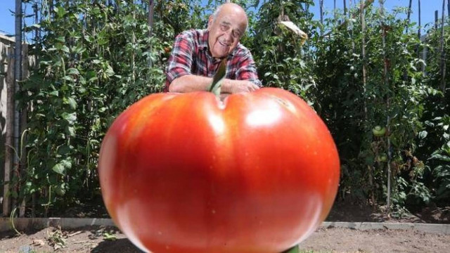 Greek Australian found a tomato 1kg