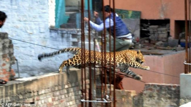 Leopard entered hospital (pics)