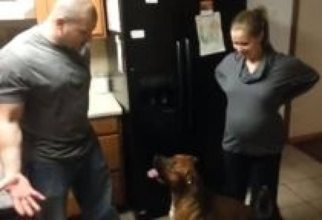 Βίντεο: Δείτε πώς ένας σκύλος προστατεύει μια έγκυο γυναίκα!