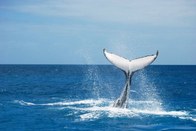 Amazing Video: Whale slaps girl!