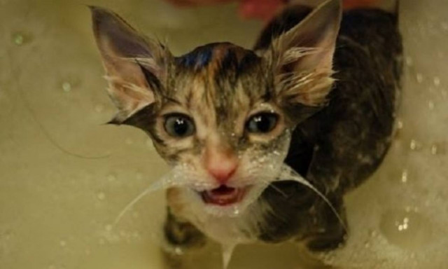 Κι όμως! Αυτές οι γάτες αγαπούν το νερό! (βίντεο)