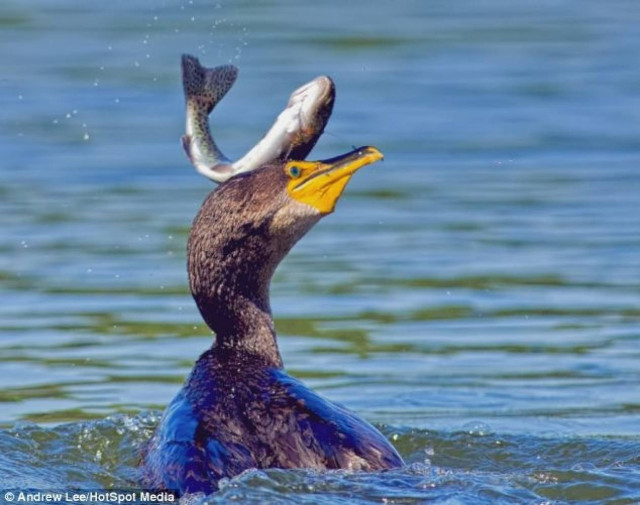 Κορμοράνος εναντίον ψαριού. Γλιτώνει το ψάρι; Δείτε την κατάληξη