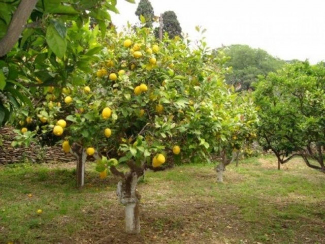 Τραγωδία στη Χαλκίδα – Σκοτώθηκε μπροστά στον ανιψιό του