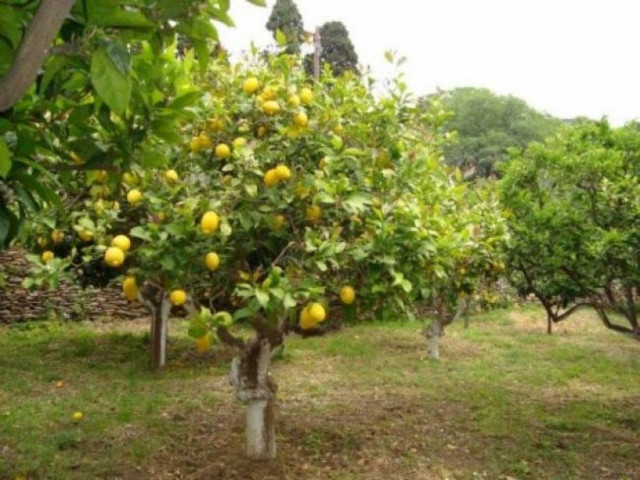Tragic incident in Chalkida - Man lost his life while pruning trees