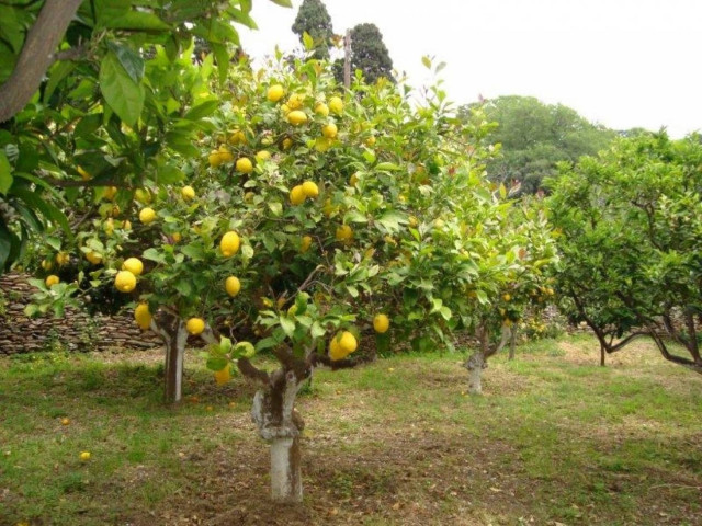 Τραγωδία: Σκοτώθηκε την ώρα που μάζευε λεμόνια