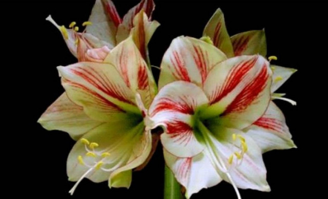 Λουλούδια ανθίζουν σε γρήγορη κίνηση! (pics)